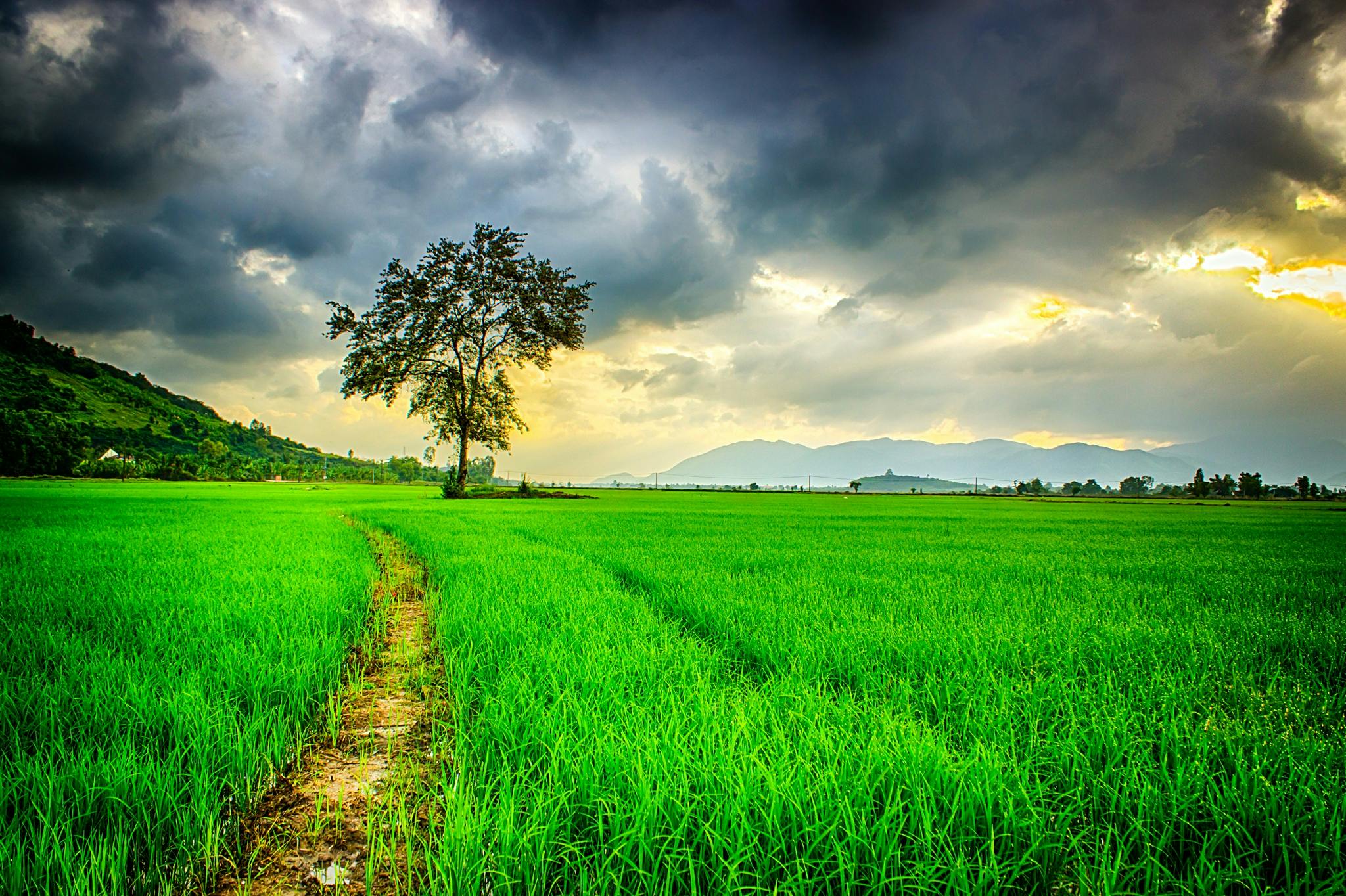 field Large field with tree in background